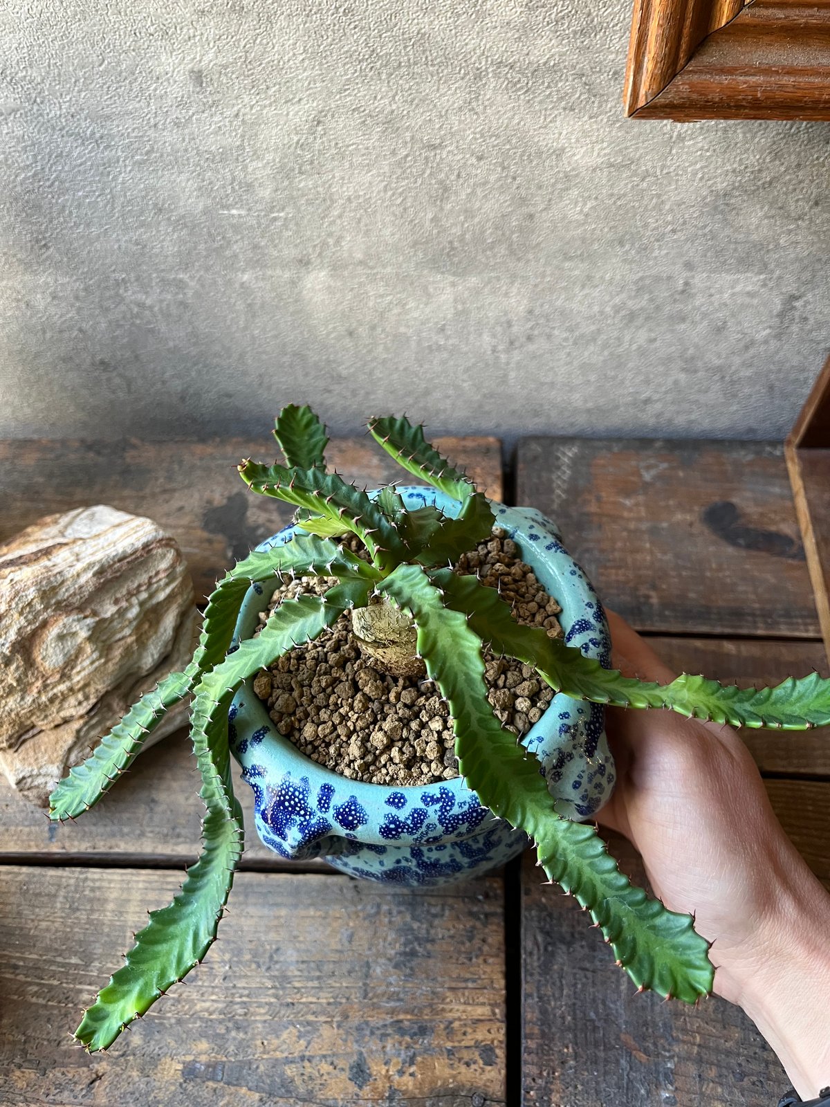 Euphorbia stellata ユーフォルビア ステラータ 飛竜 | ¨MONKEY T