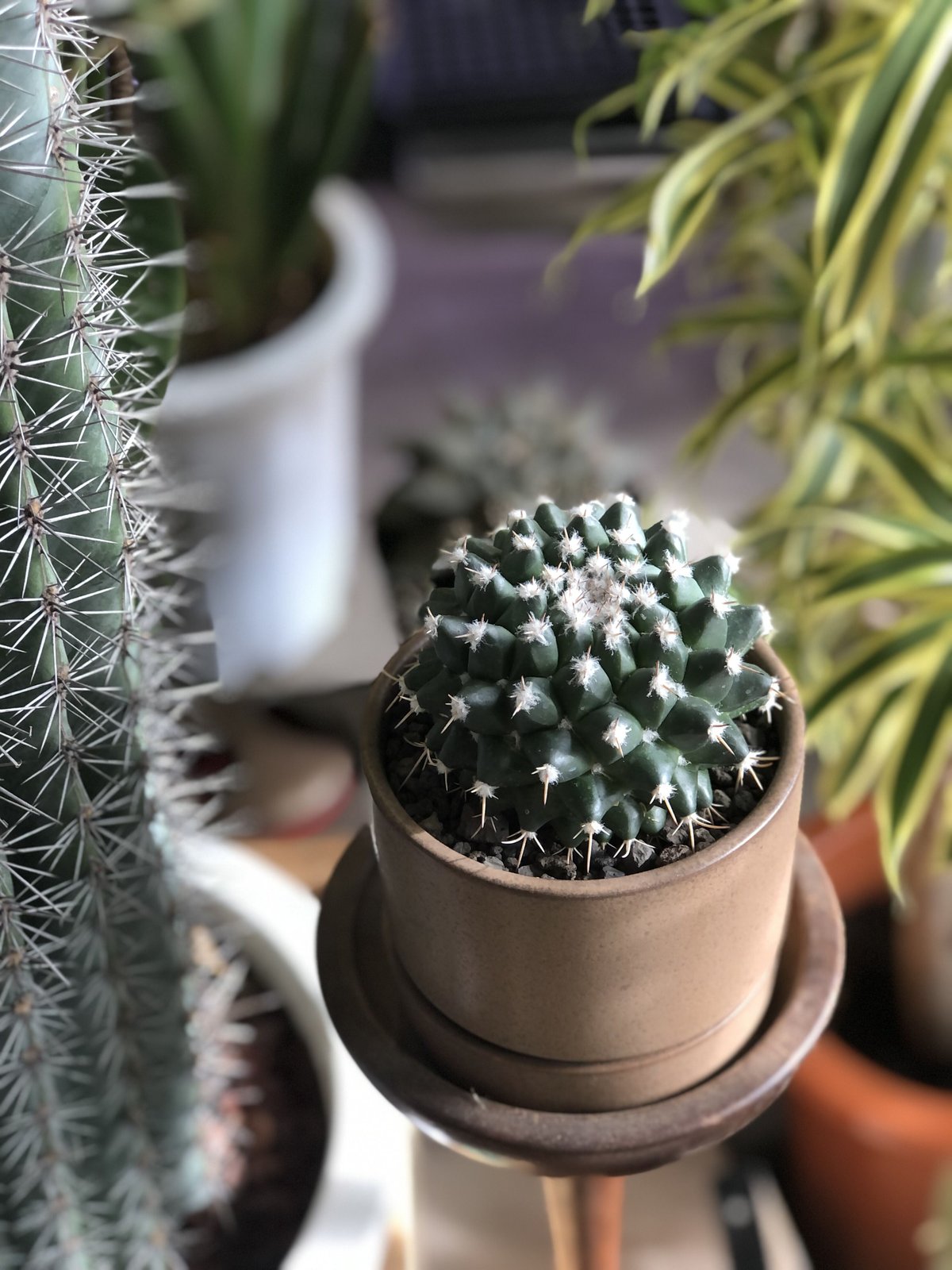 1点もの】Mammillaria bucareliensis 