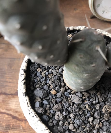 Tephrocactus articulatus var. inermis 松笠団扇