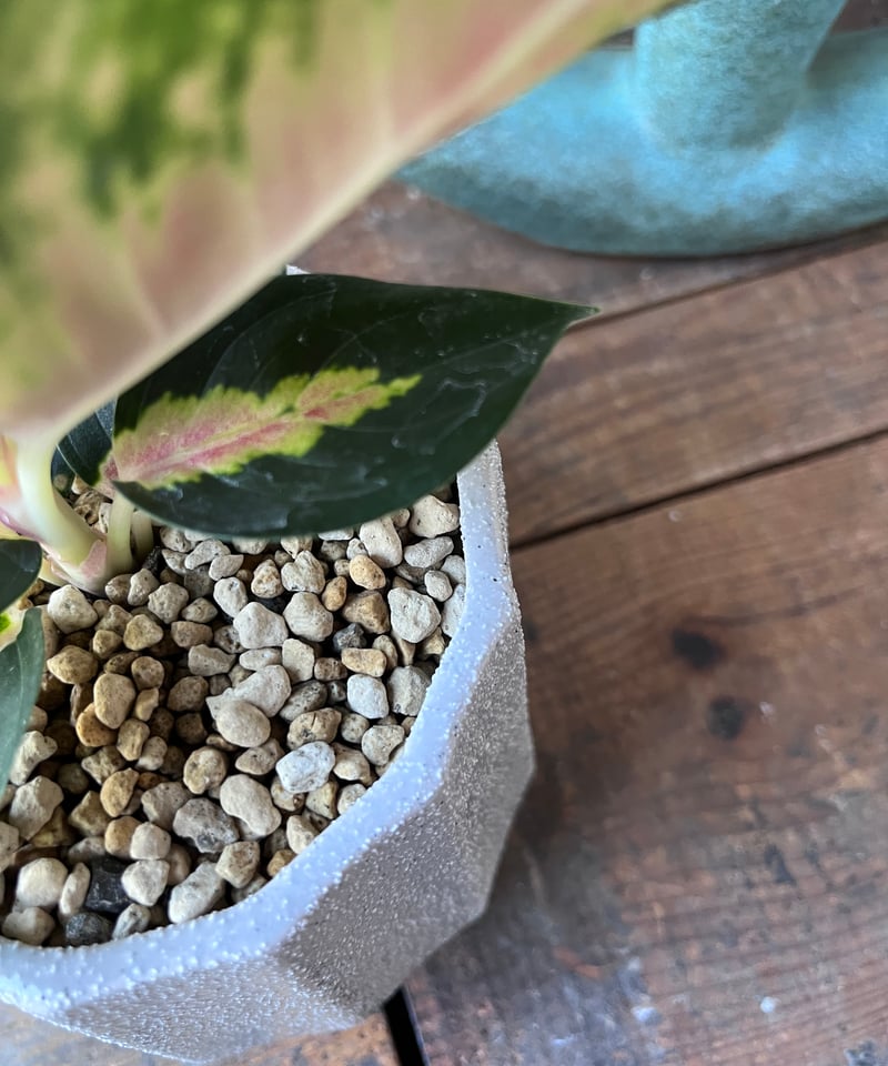 Aglaonema sp. 選べるアグラオネマ 'ホワイトジュエル'/'タイランド