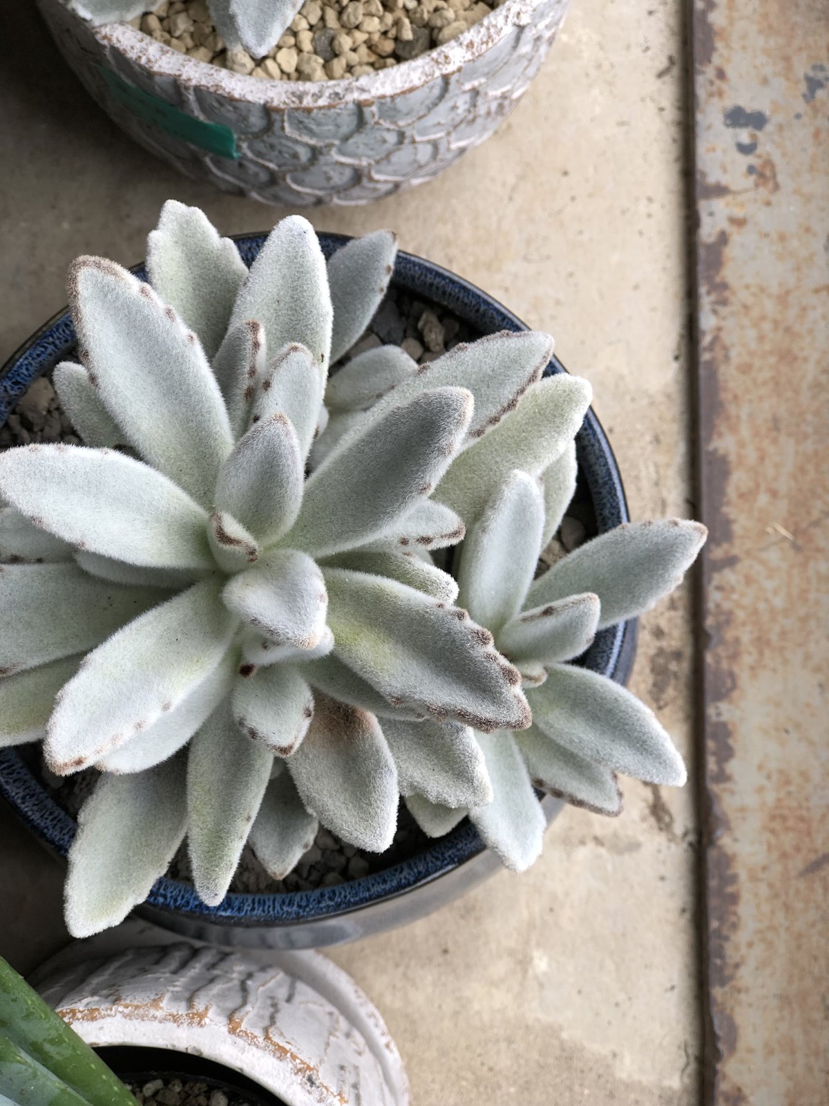 1点もの】Kalanchoe tomentosa 月兎耳ツキトジ | ¨MONKEY TRE