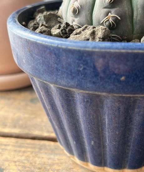 Gymnocalycium stellatum var. kleinianum ギムノカリキュウム 瑞昌玉