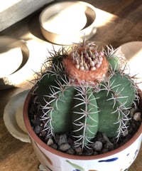 1点もの】Eriocactus magnificus マグニフィカス 英冠玉 群生株 | ¨