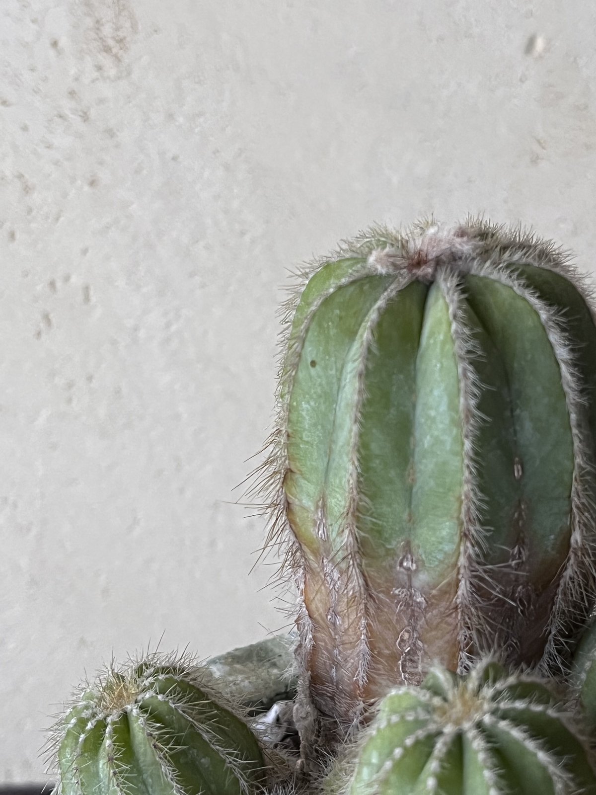 1点もの】Eriocactus magnificus マグニフィカス 英冠玉 群生株 | ¨