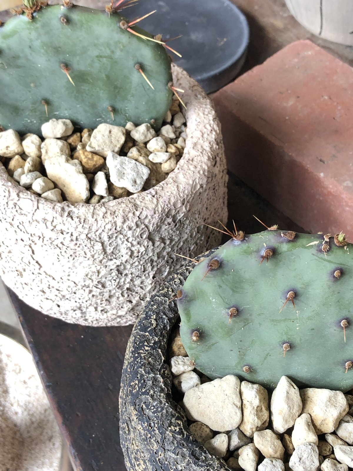 Opuntia santarita サンタリタ | ¨MONKEY TREE¨ by SAB