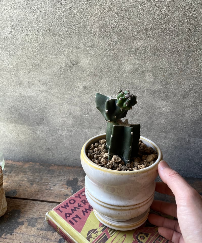 Cereus hildmannianus 鬼面角 ブランチ仕立て | ¨MONKEY TREE