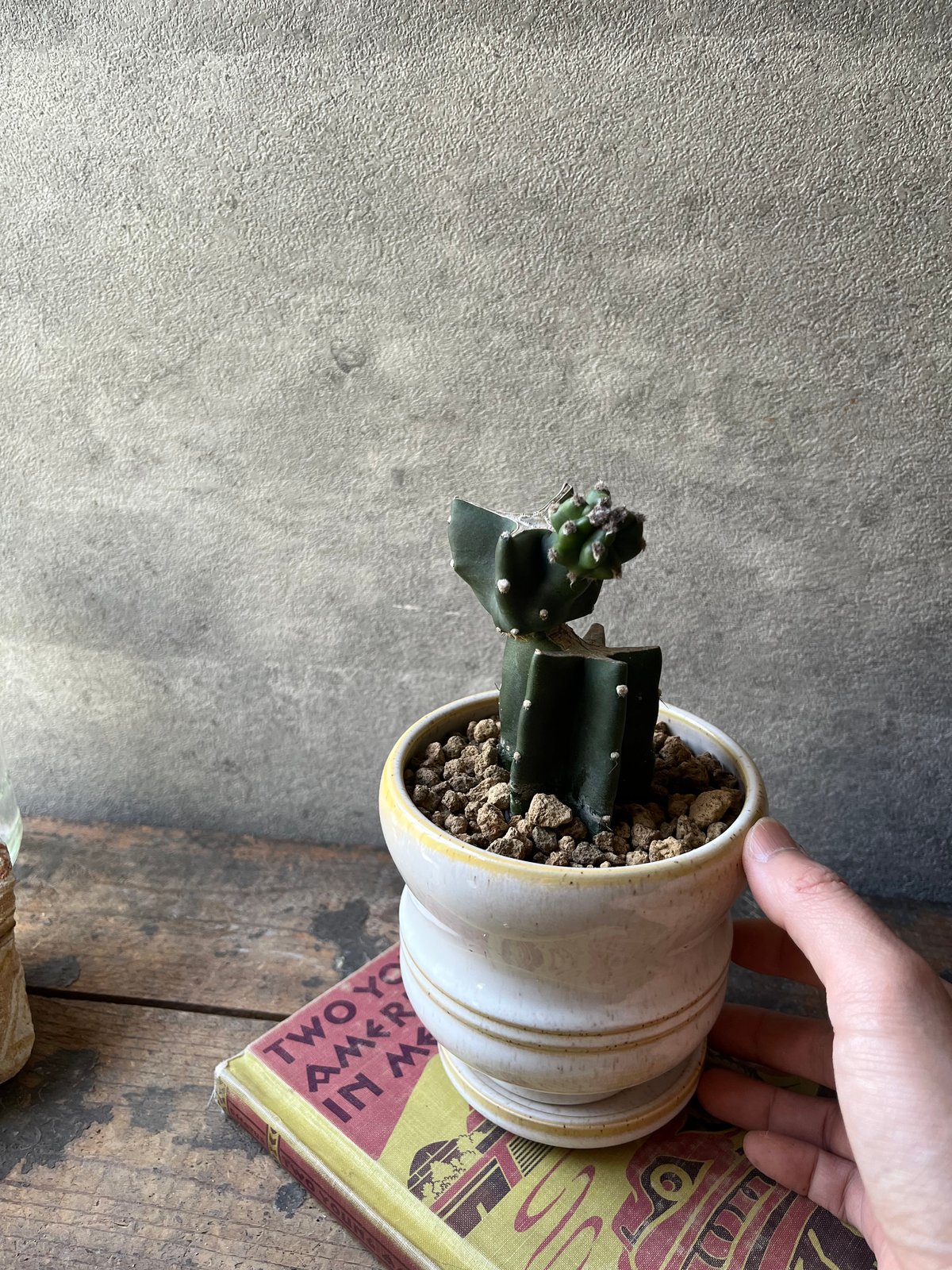 Cereus hildmannianus 鬼面角 ブランチ仕立て | ¨MONKEY TREE
