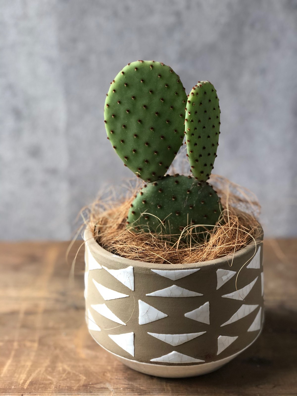 【赤花種・希少種】多肉植物 団扇サボテン　opuntia aciculata 赤花種・希少種】多肉植物 団扇サボテン opuntia aciculata