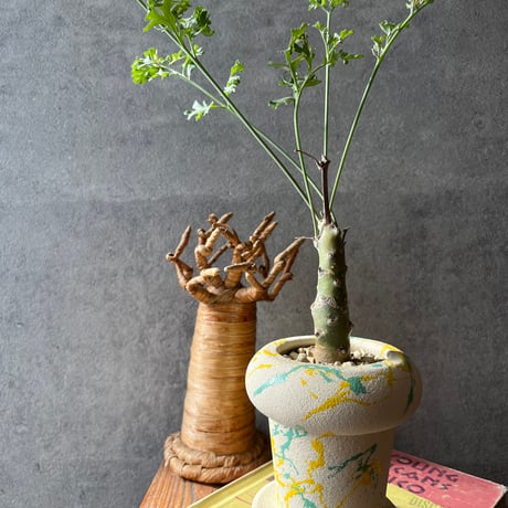 ペラルゴニウム　クリズミフォリウム　No.001　鉢、送料込 ペラルゴニウム クリズミフォリウム