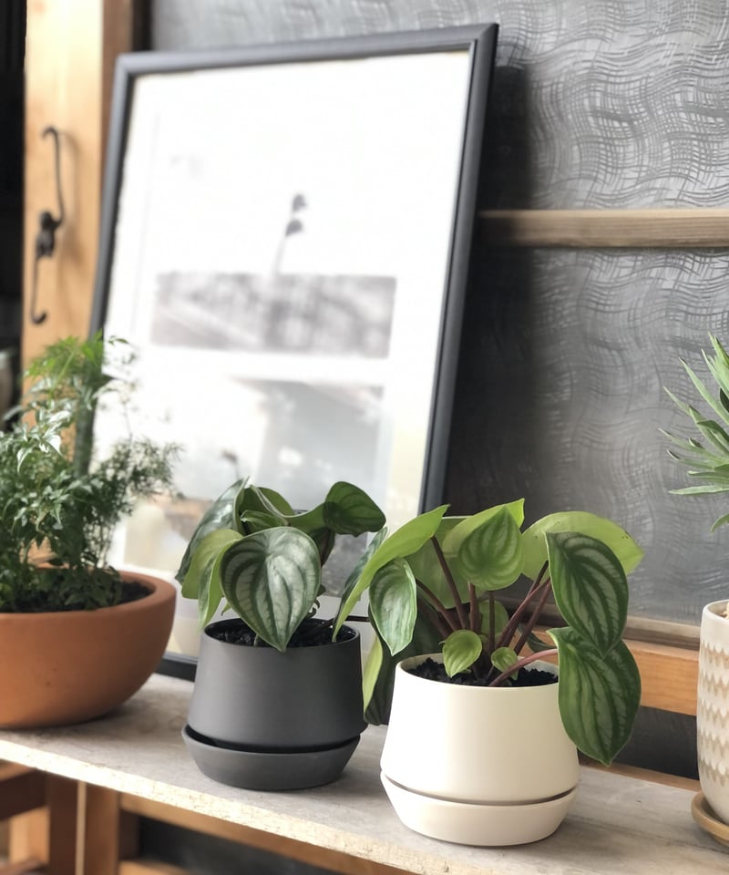 Peperomia argyreia スイカぺぺ | ¨MONKEY TREE¨ by SA