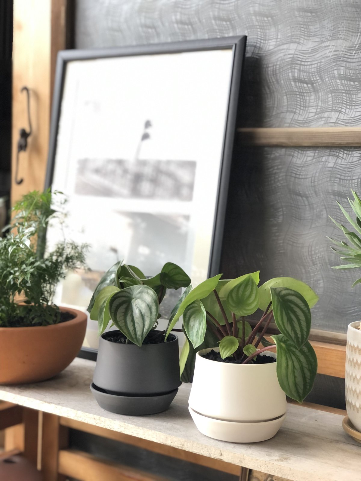 Peperomia argyreia スイカぺぺ | ¨MONKEY TREE¨ by SA Peperomia argyreia スイカぺぺ | ¨MONKEY TREE¨ by SA