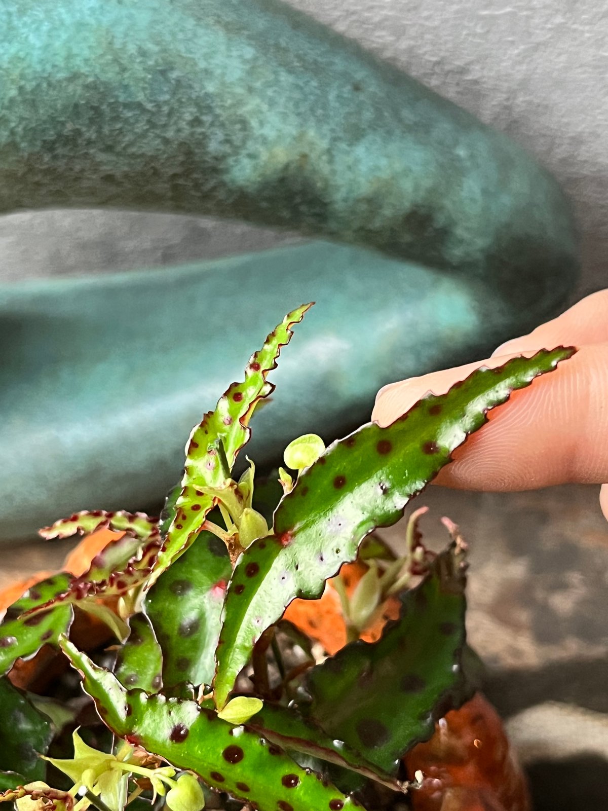 Begonia amphioxus ベゴニア アンフィオクサス | ¨MONKEY TREE¨