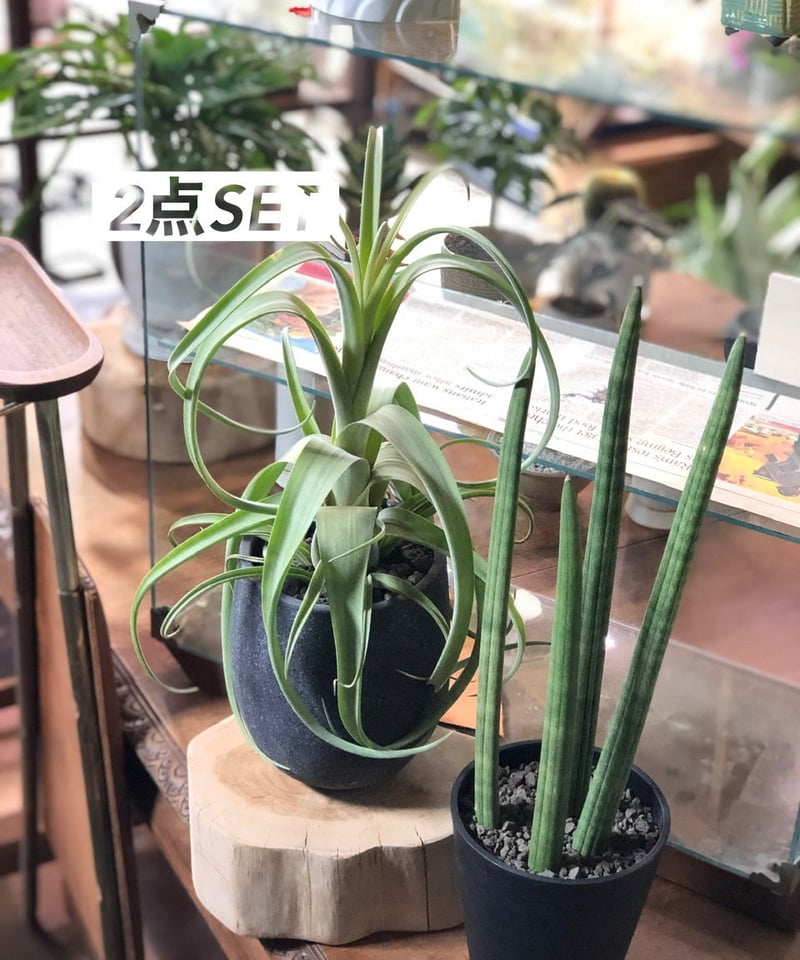 エアプランツ／観葉植物【2点SET】カーリースリム.キリンドリカ