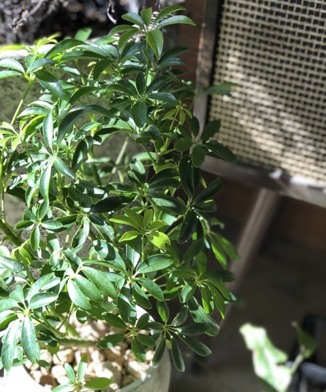 【1点もの】Schefflera arboricola cv. Compacta シェフレラ アルボリコラ コンパクタ (税込)
