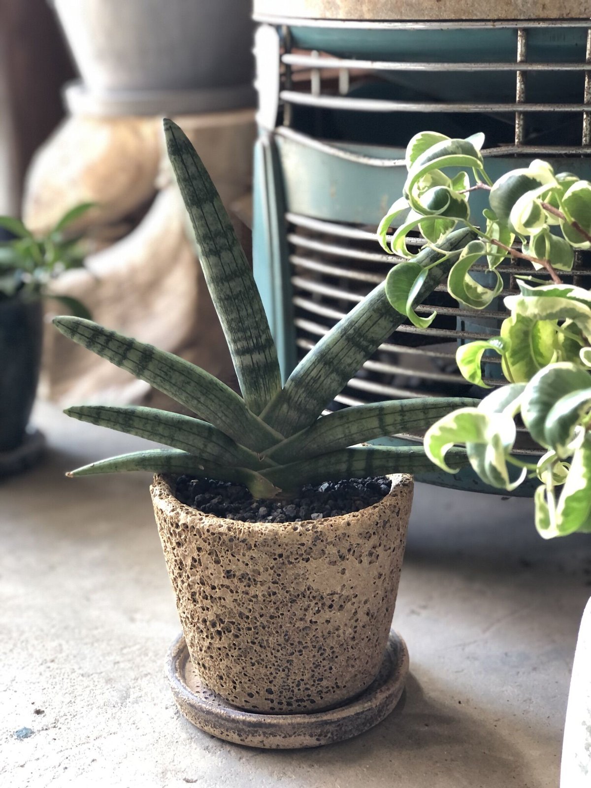 サンスベリア ボンセレンシス 極上斑入り サンセベリア sansevieria ザ・ファームセレクト][送料無料]サンセベリア：ボンセレンシス