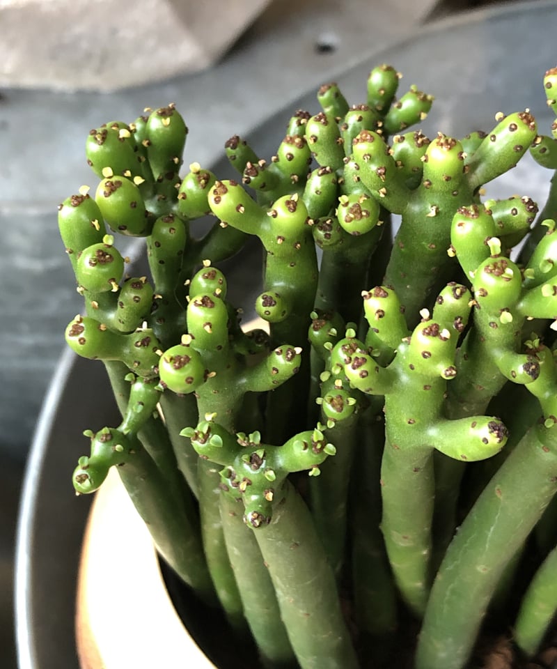 1点もの】Euphorbia cedrorum ユーフォルビア セドロルム
