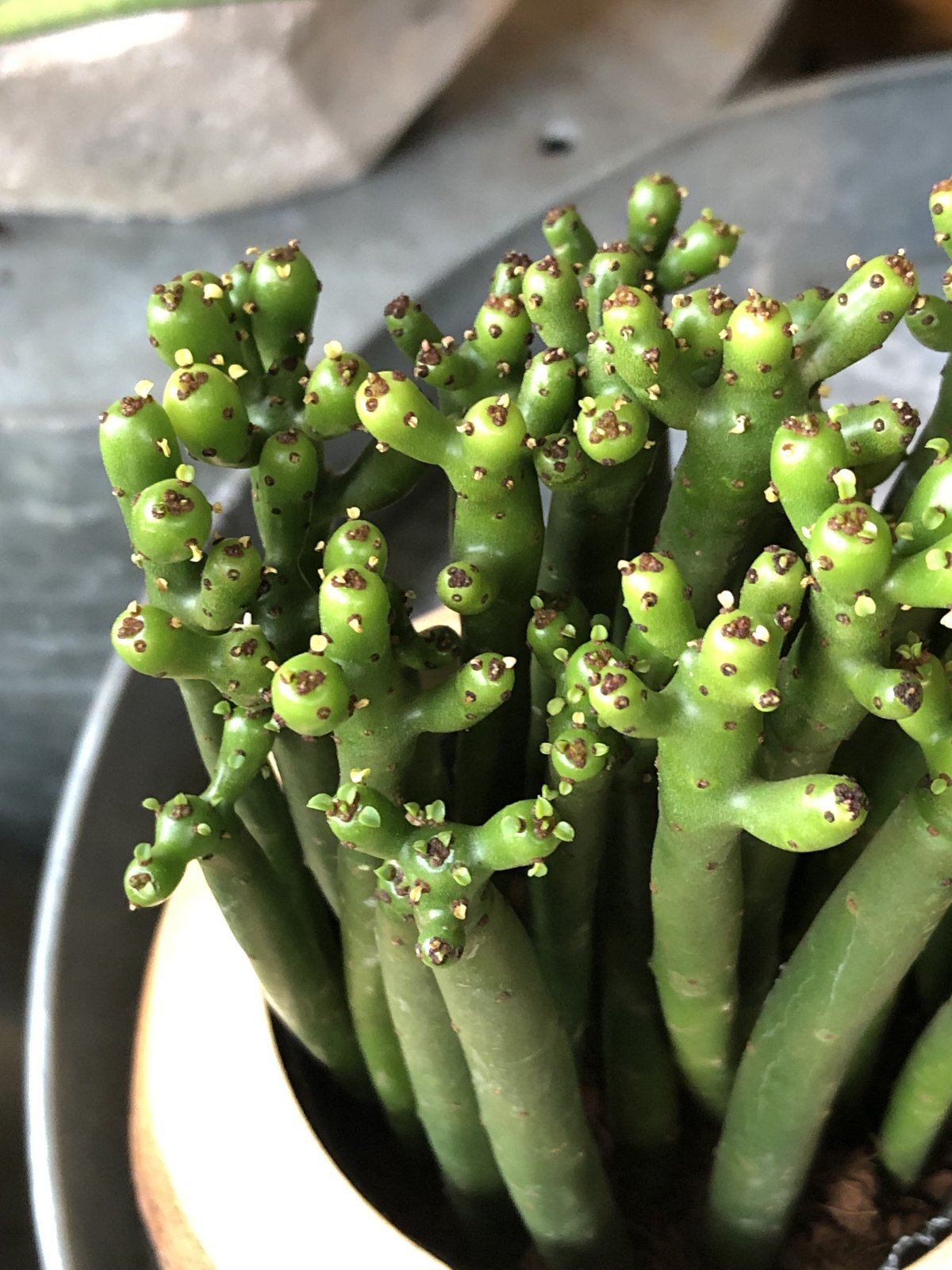 1点もの】Euphorbia cedrorum ユーフォルビア セドロルム