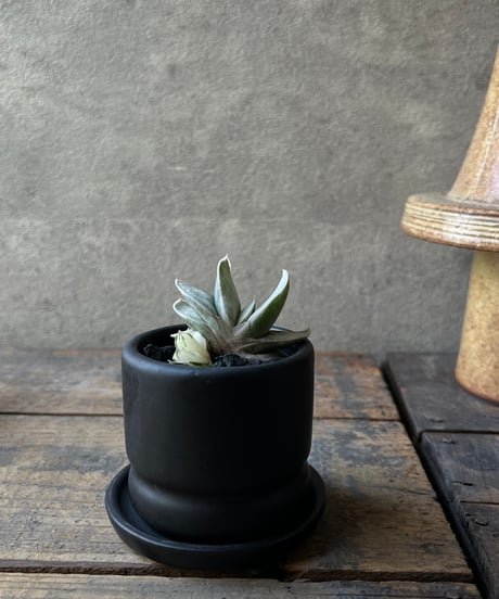Gasteria 'Zouge Kodakara' ガステリア 象牙子宝 mini