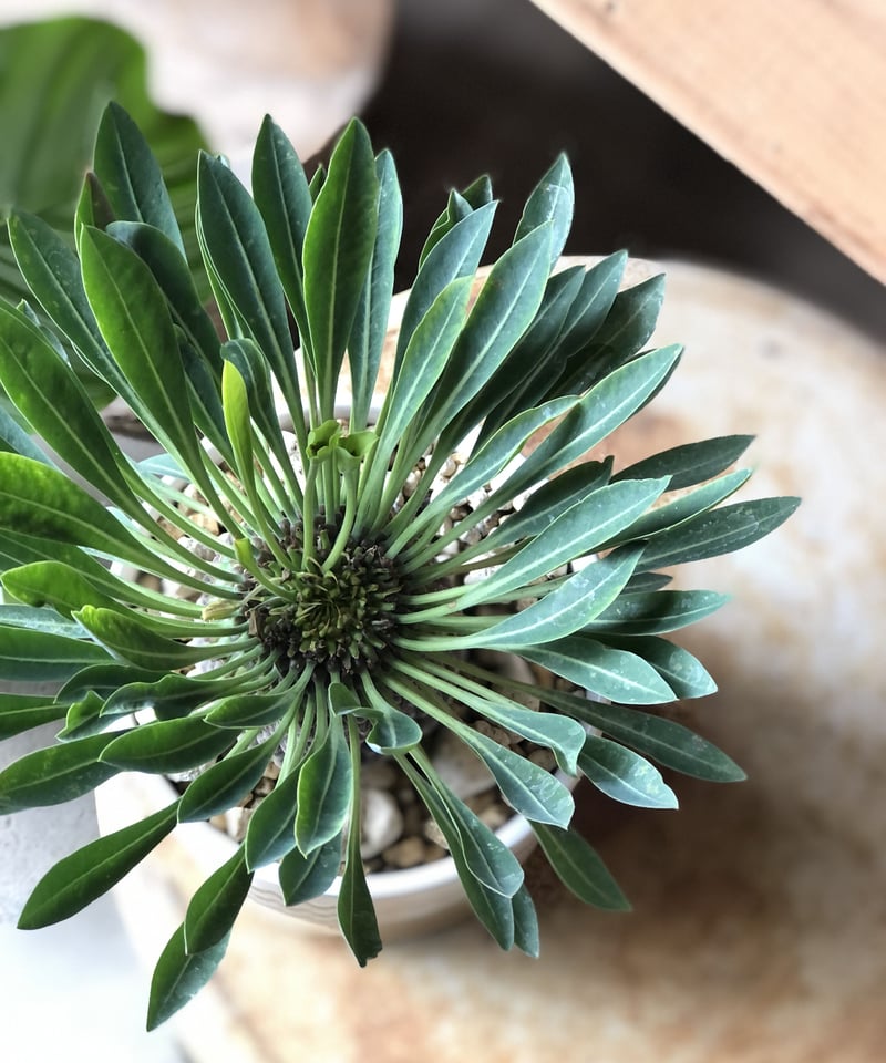 1点もの】Euphorbia bupleurifolia 鉄甲丸 | ¨MONKEY T