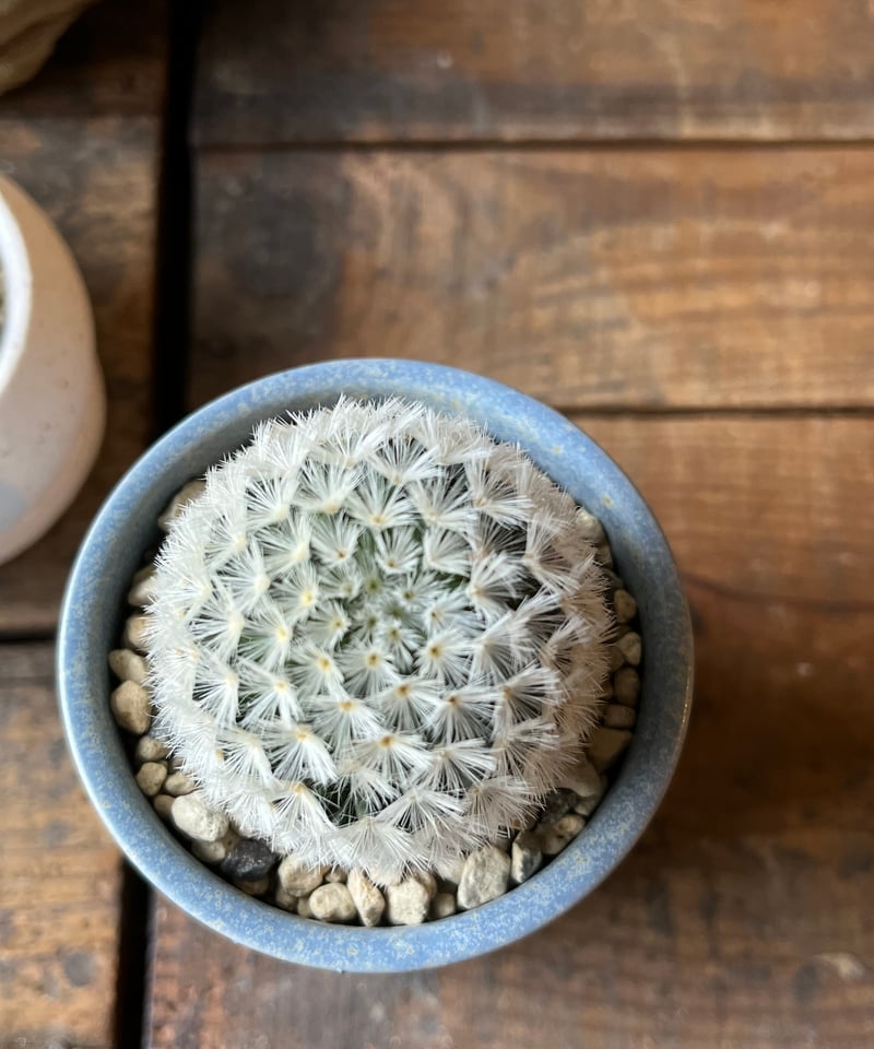 Mammillaria carmenae 白刺カルメナエ | ¨MONKEY TREE¨ by...