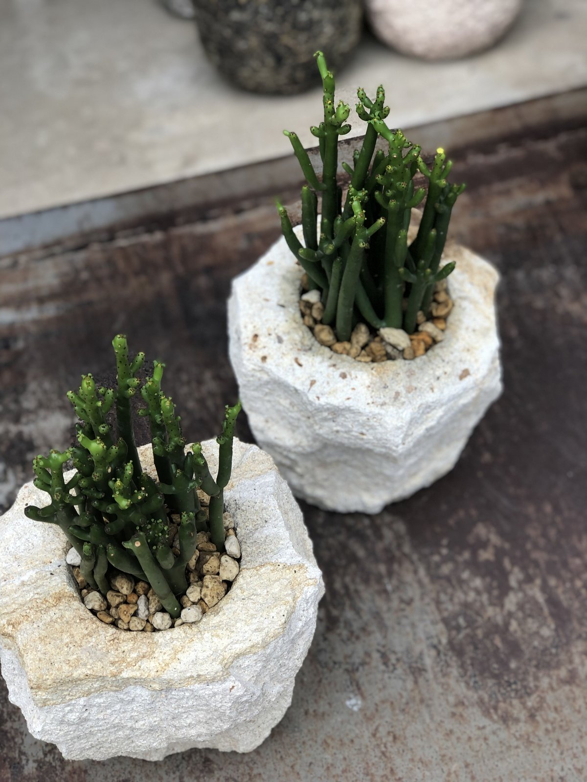 Euphorbia cedrorum ユーフォルビア セドロルム | ¨MONKEY TR