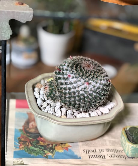 【1点もの】 Mammillaria microthele v.superfina