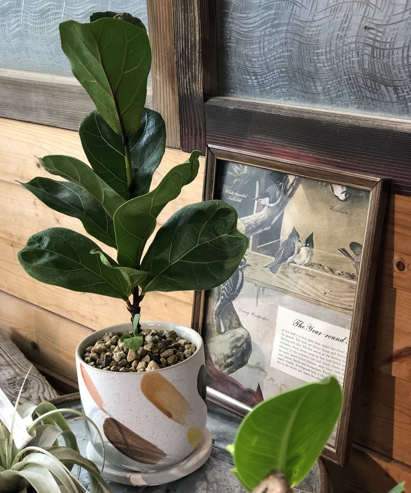 Ficus lyrata 'Bambino' フィカス リラータ バンビーノ | ¨MON