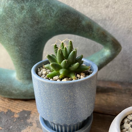 STORES サボテンの検索結果