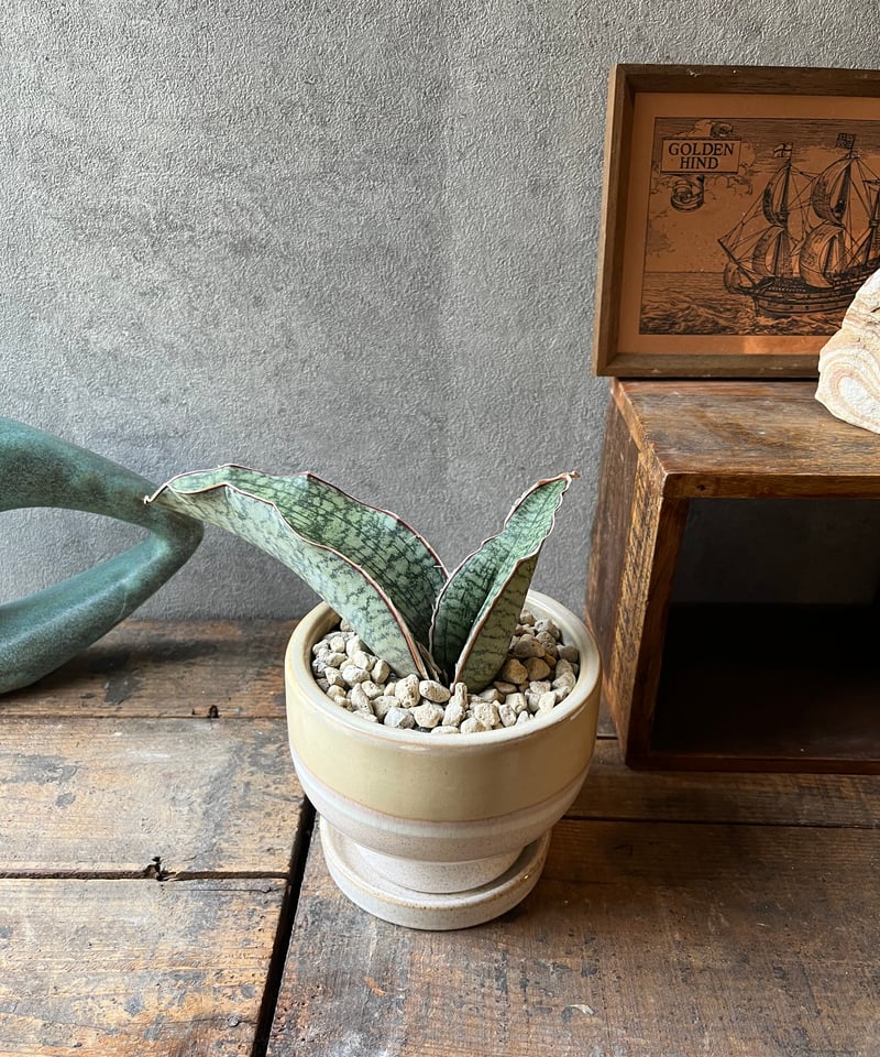 Sanseveria kirkii Silver Blue サンスベリア シルバーブルー |