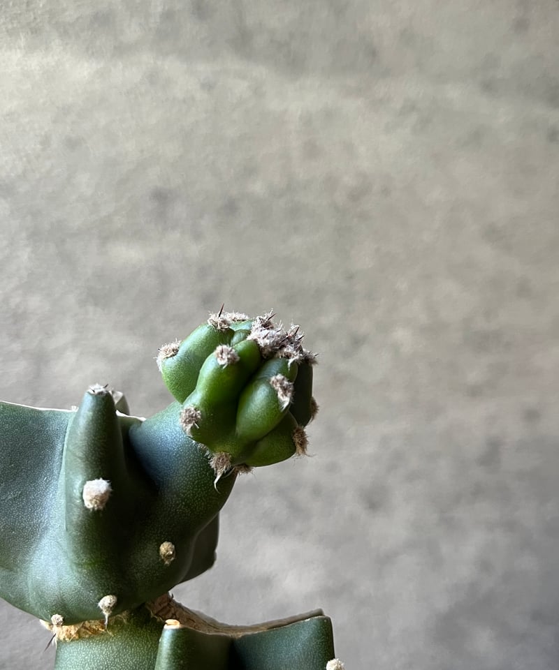 Cereus hildmannianus 鬼面角 ブランチ仕立て | ¨MONKEY TREE