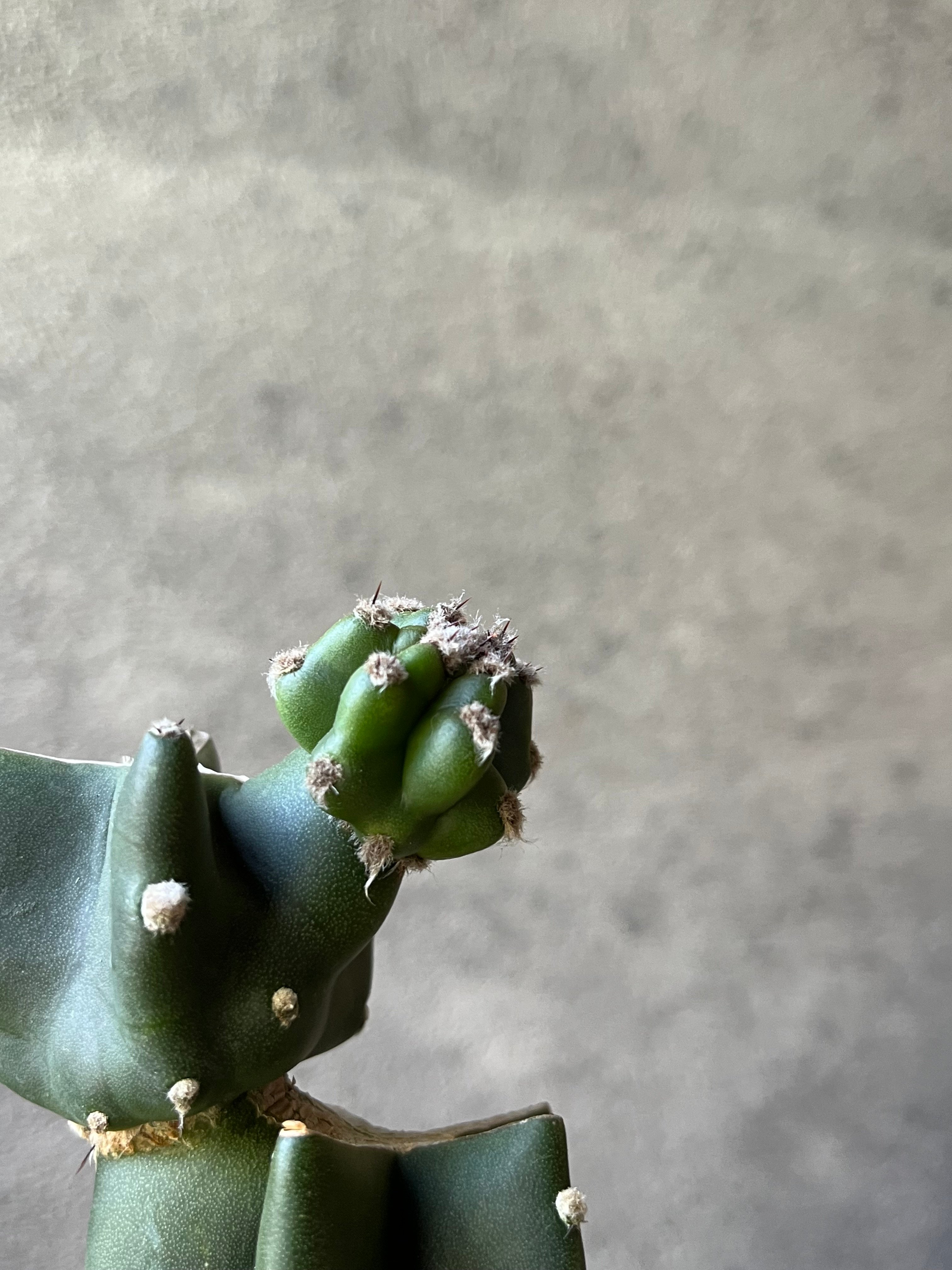 Cereus hildmannianus 鬼面角 ブランチ仕立て | ¨MONKEY TREE