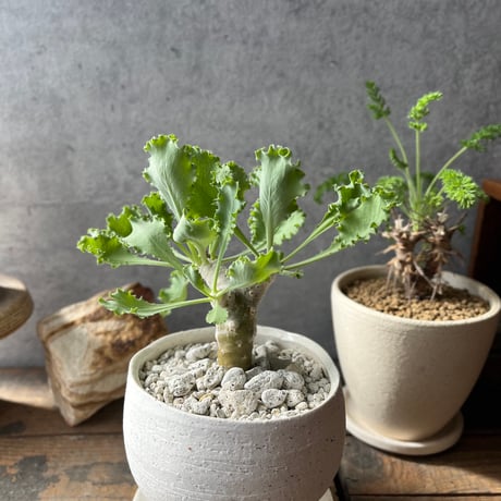 冬型コーデックス | STORES