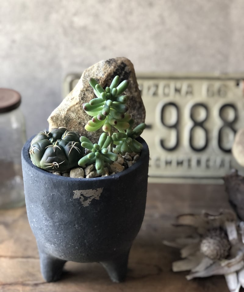 希少　南京絵鉢　南京鉢　岩松　イワヒバ　岩ヒバ　植木鉢　サボテン　アガベ 希少 南京絵鉢 南京鉢 岩松 イワヒバ 岩ヒバ 植木鉢 サボテン アガベ