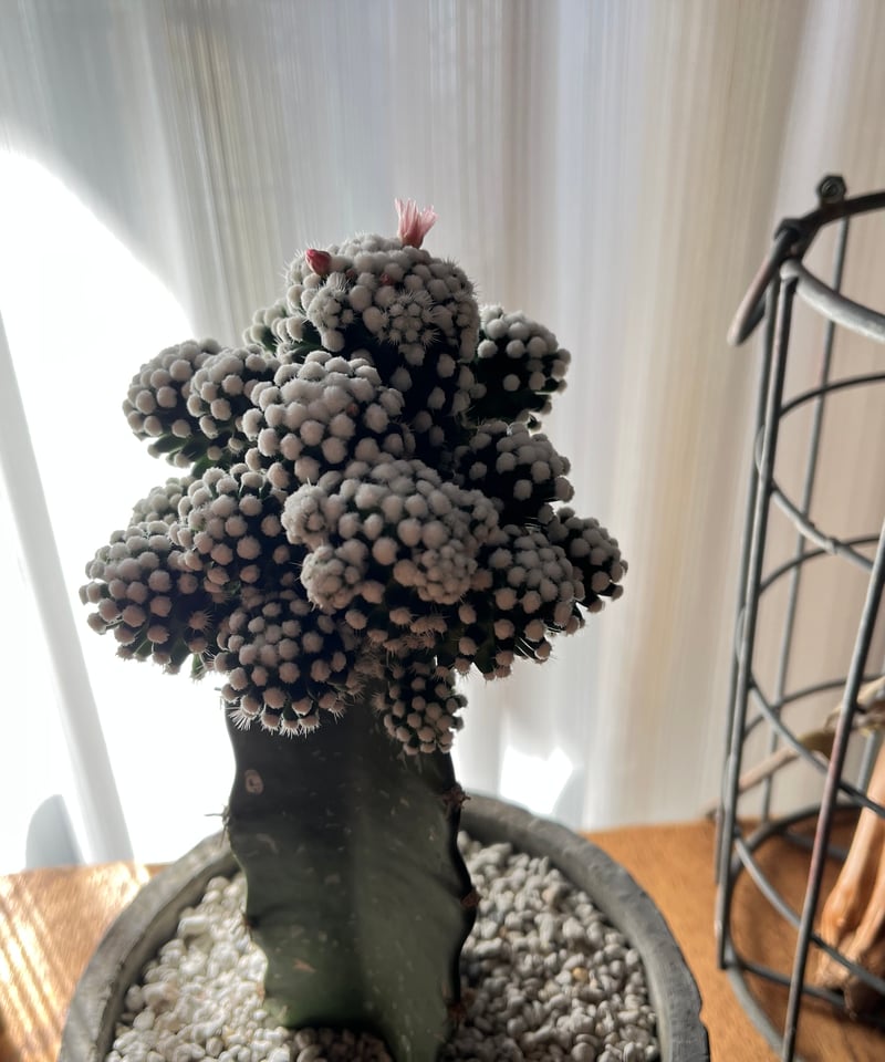 mk出品＝１００本、芽出し苗◆キャッサバ　ゴールデン種 mk出品＝100本、芽出し苗◇キャッサバ ゴールデン種 mk様専用