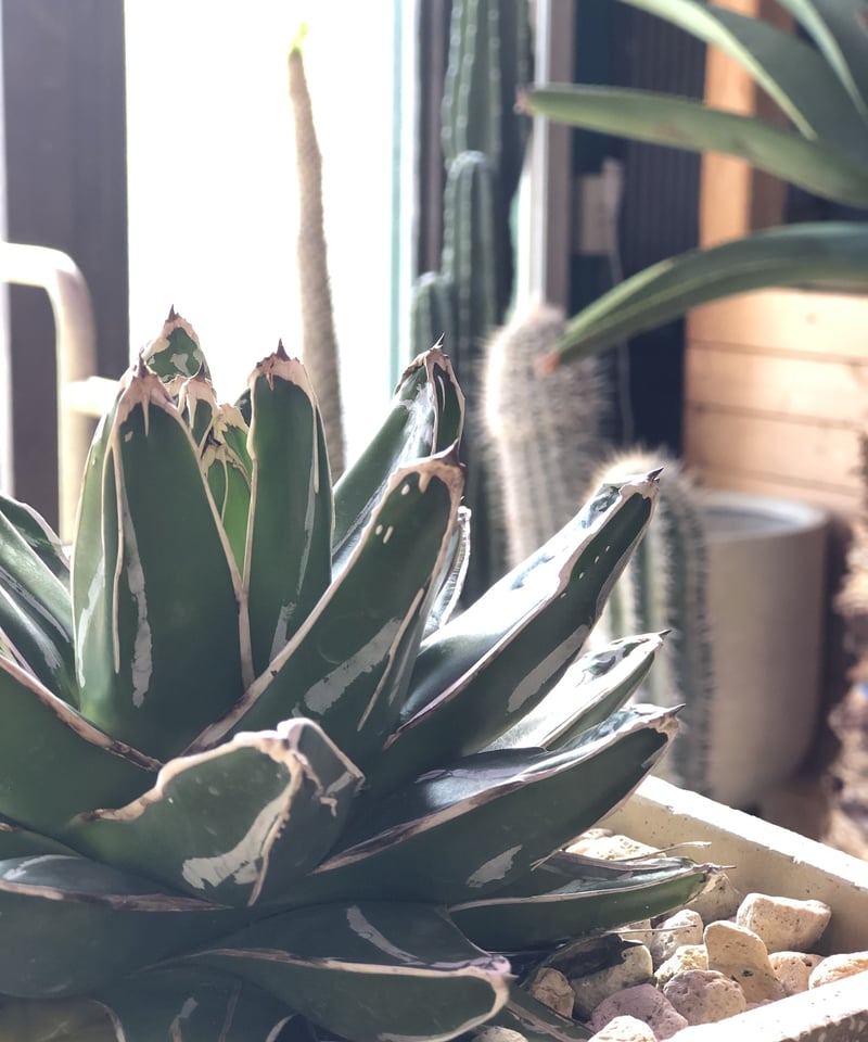 1点もの】Agave victoriae-reginae アガベ 笹の雪 | ¨MONKEY 1点もの】Agave victoriae-reginae アガベ 笹の雪 | ¨MONKEY
