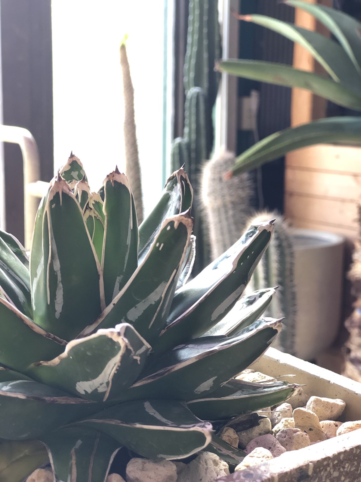 1点もの】Agave victoriae-reginae アガベ 笹の雪 | ¨MONKEY