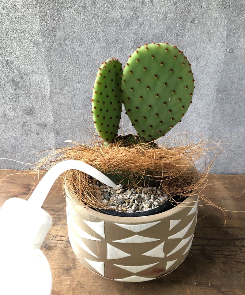 1点もの】Opuntia オプンチア紅団扇 | ¨MONKEY TREE¨ by SABOT