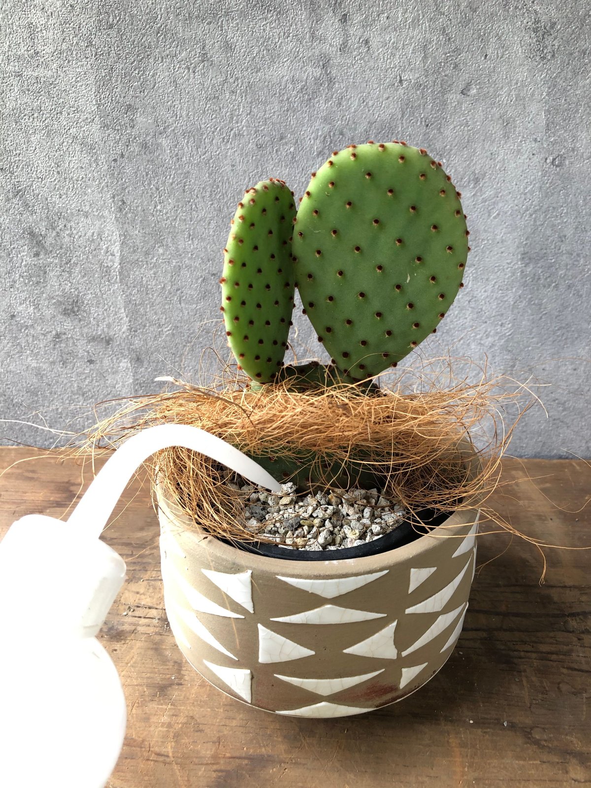 1点もの】Opuntia オプンチア紅団扇 | ¨MONKEY TREE¨ by SABOT