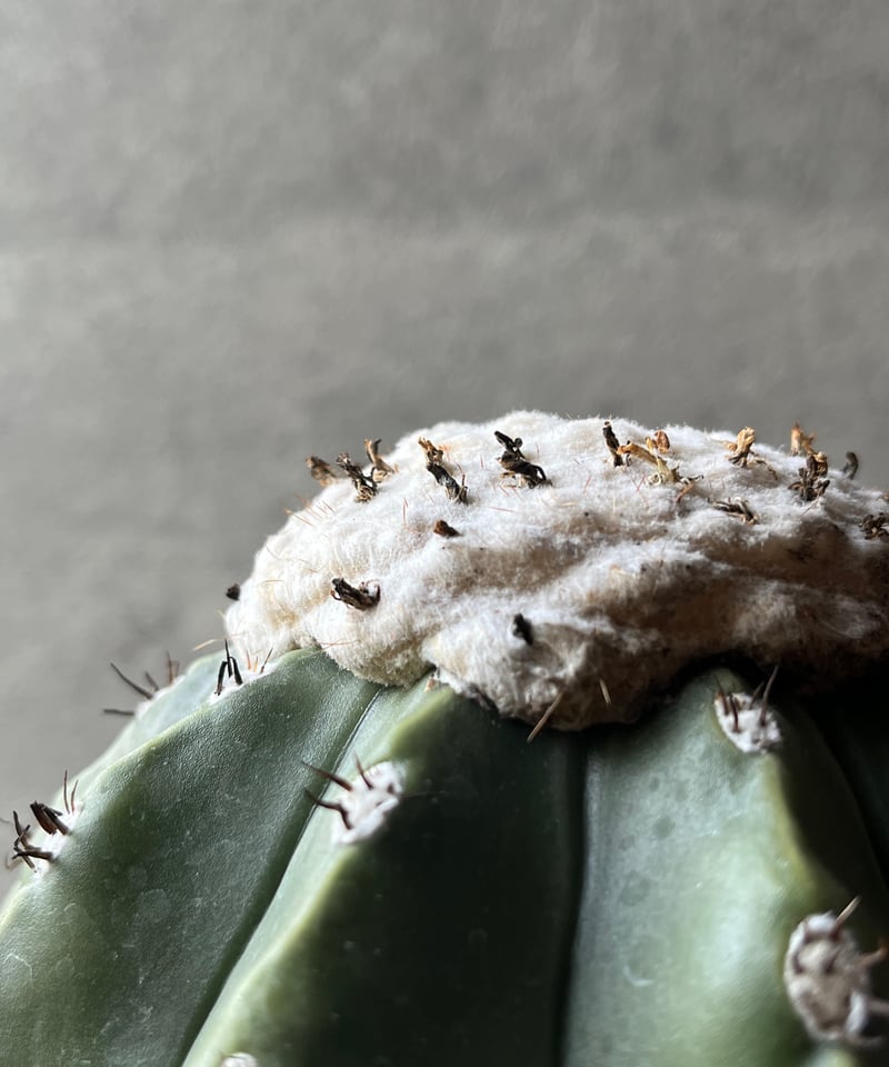 Melocactus cruvispinus メロカクタス クルビスピヌス 棘なし | ¨MO