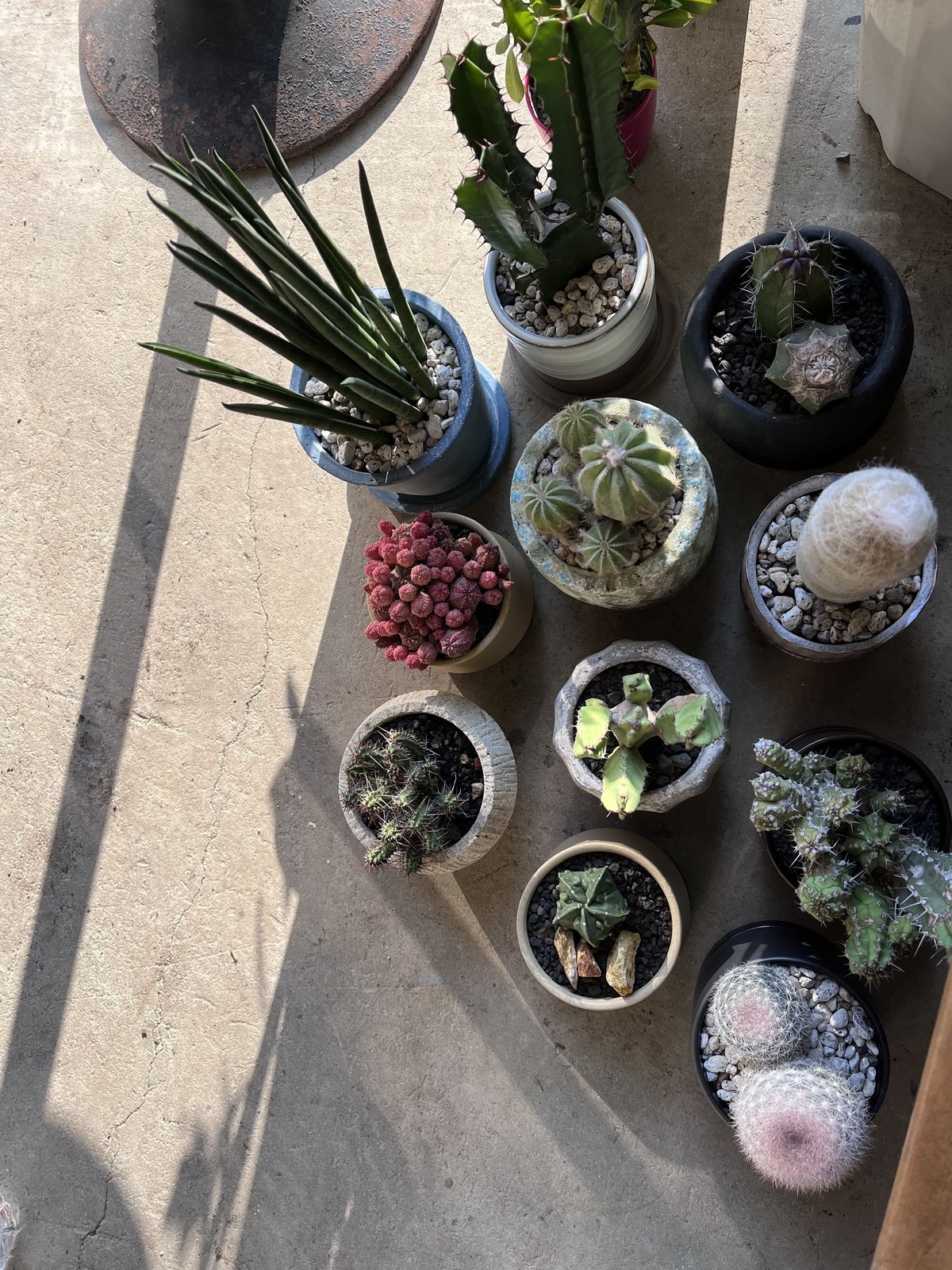 英冠丸 群生 エリオカクタス属 Eriocactus Magnificus サボテン：エリオカクタス 英冠丸*幅28cm 現品！一品限り