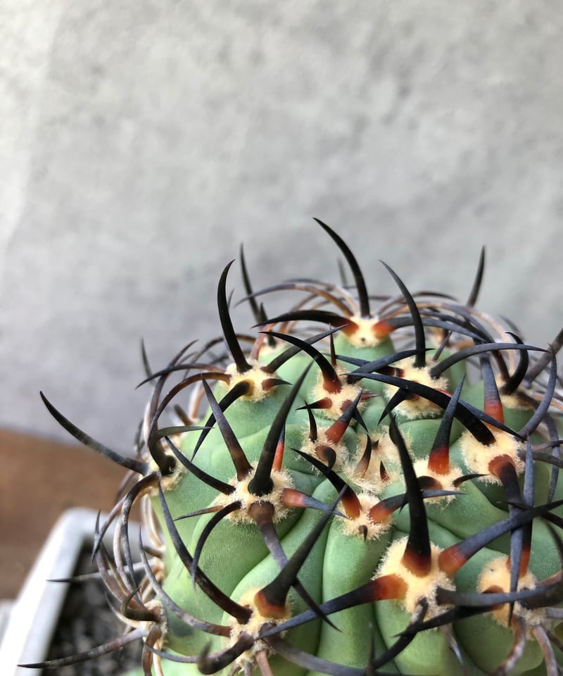 1点もの】Eriosyce ihotzkyanae エリオシケ 五百津玉 | ¨MONKEY