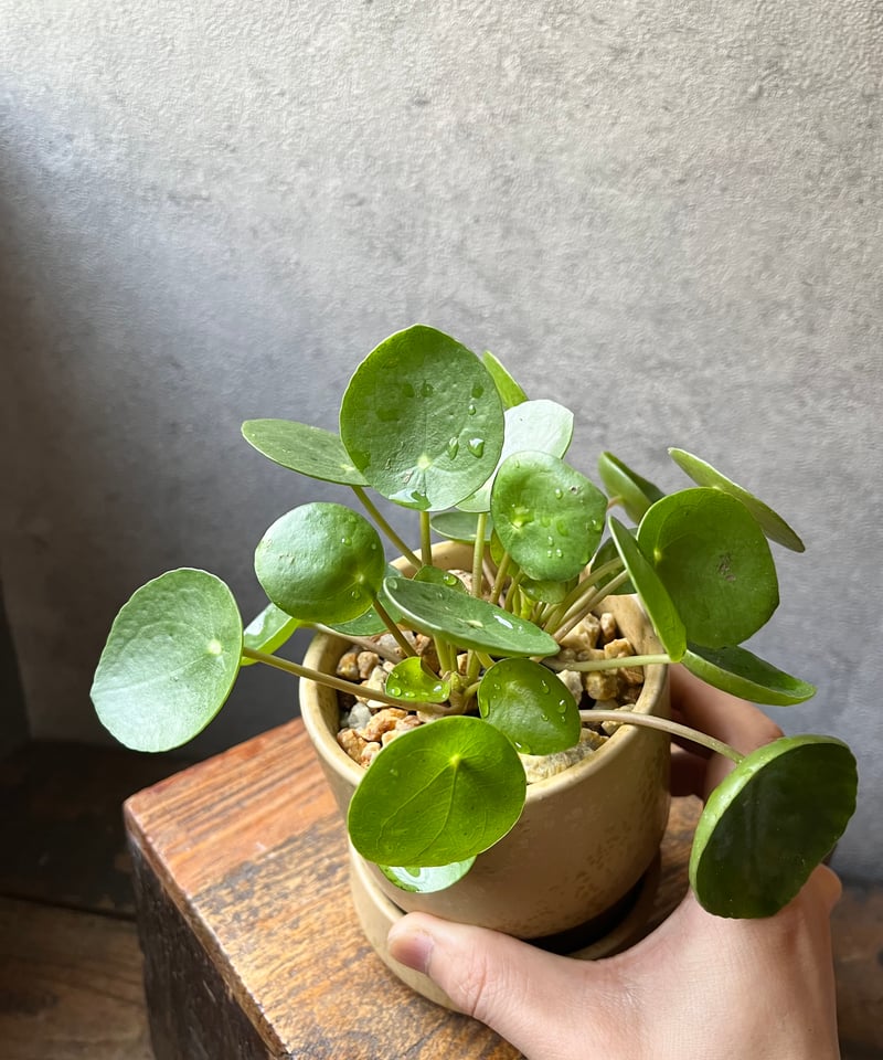 Pilea peperomioides ピレア ペペロミオイデス | ¨MONKEY TREE