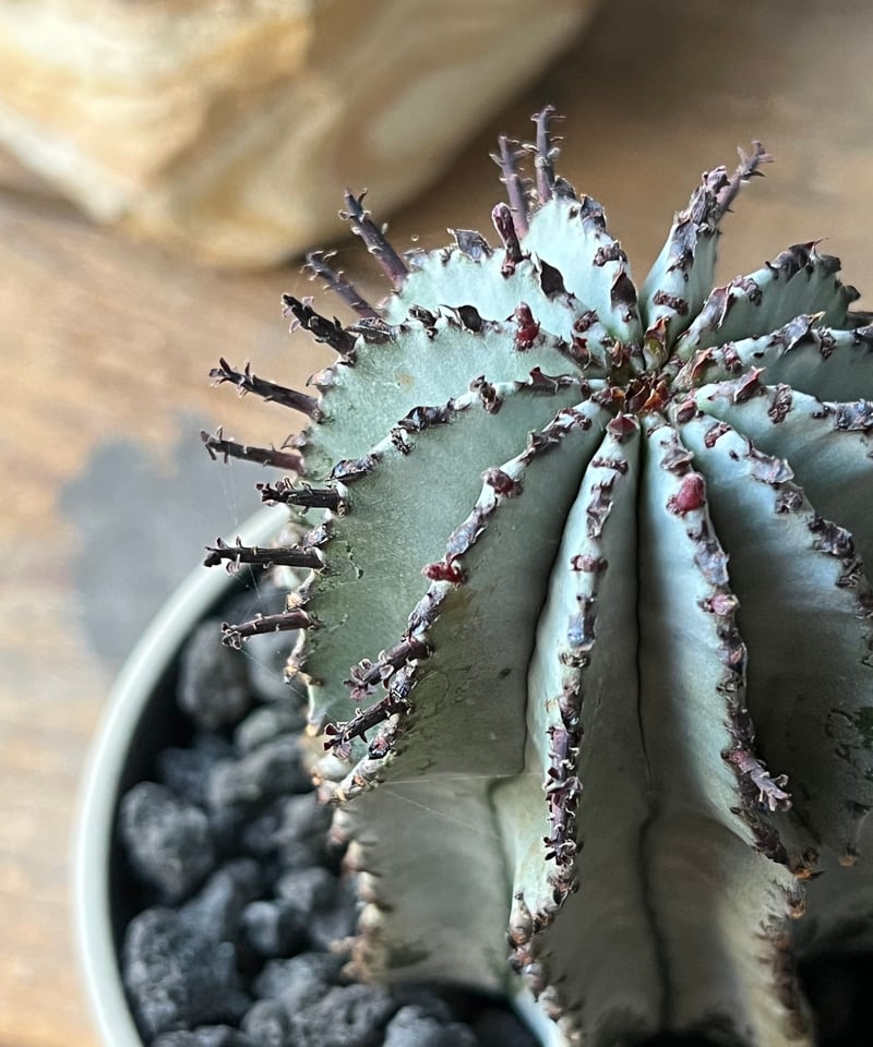 uphorbia polygona ユーフォルビア 白衣ポリゴナ | ¨MONKEY TRE