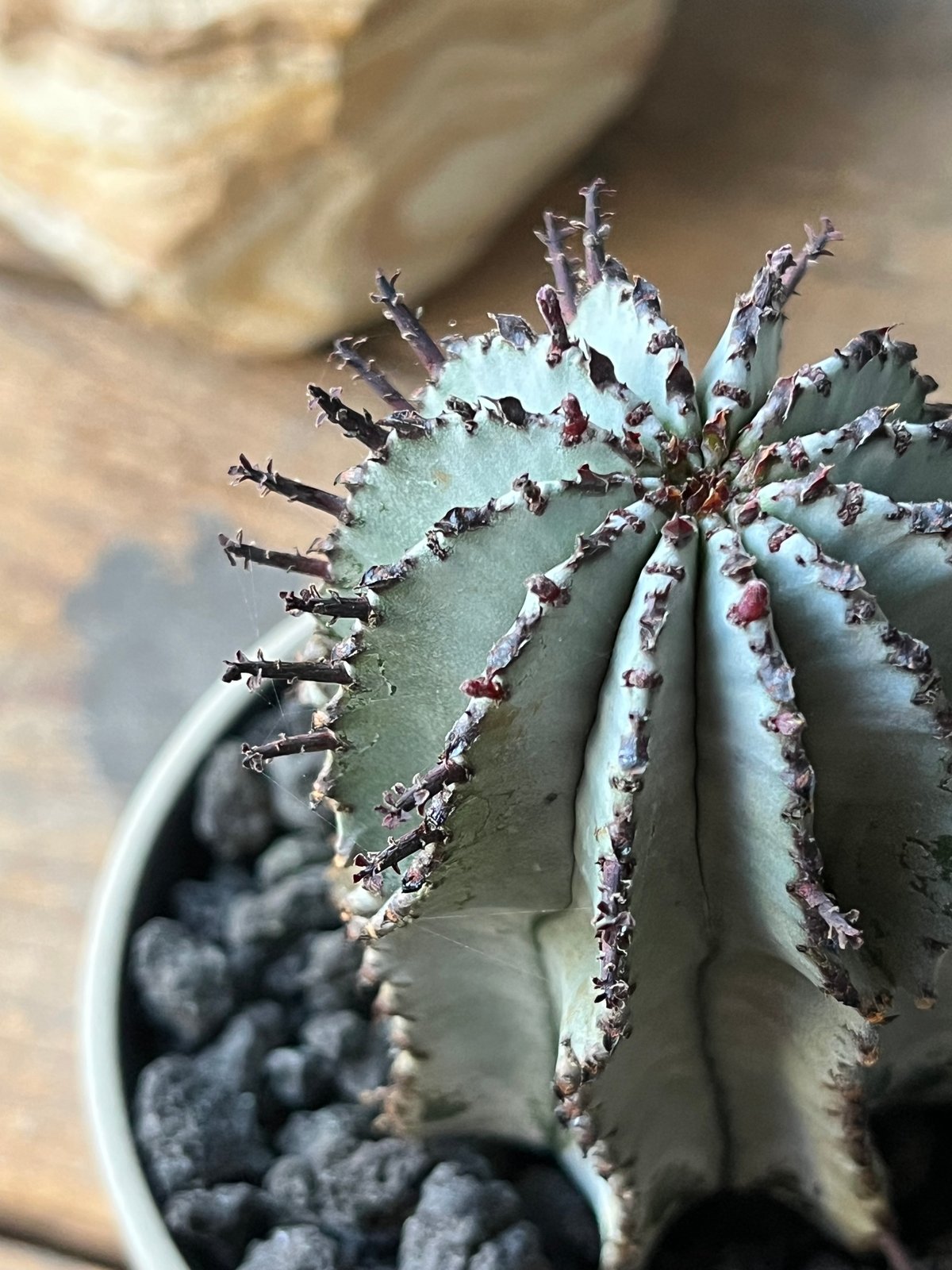 uphorbia polygona ユーフォルビア 白衣ポリゴナ | ¨MONKEY TRE