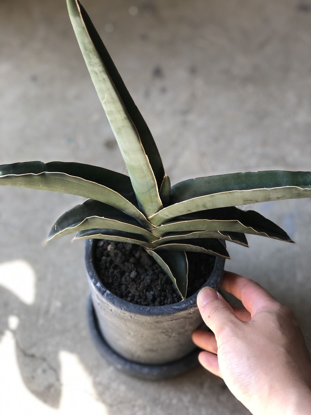 超希少 サンスベリア ダンシング ドラゴン 抜き苗発送 【公式通販】