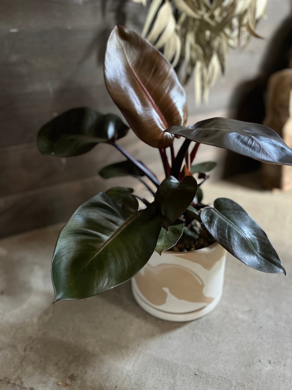 超希少❗️フィロデンドロン　ブラックカーディナル　斑入り✨ 超絶希少種 フィロデンドロン・ブラック・カーディナル 斑入