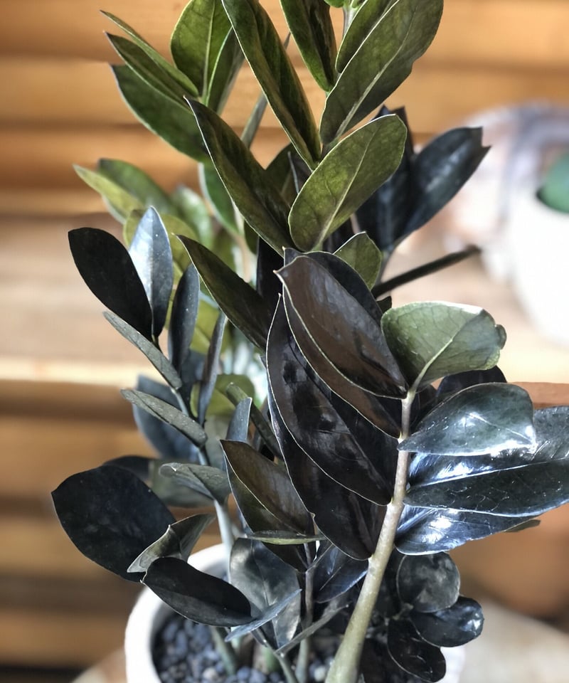 Zamioculcas zamifolia 'Raven' ザミオクルカス レイヴン |