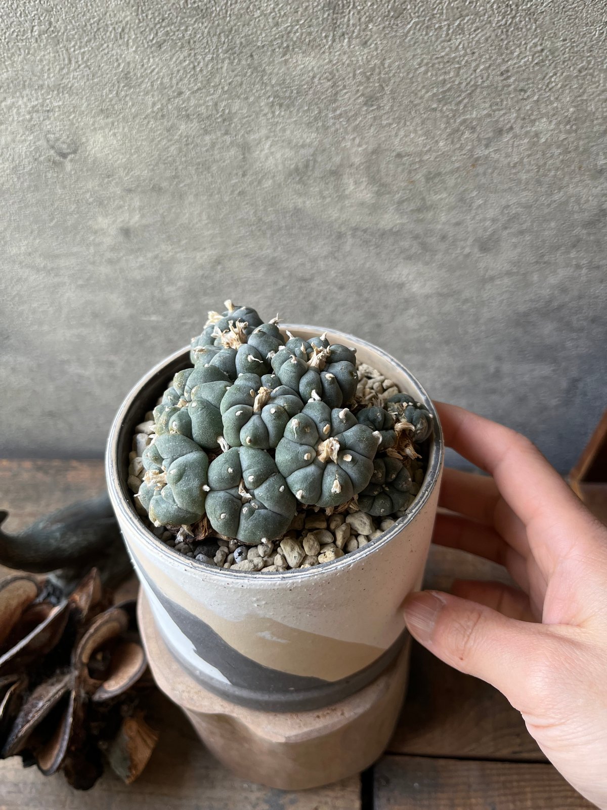 Lophophora williamsii ロフォフォラ 烏羽玉 ウバダマ | ¨MONKEY