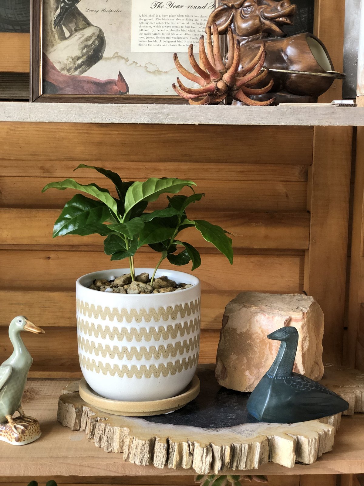 810 特上　斑入り　コーヒー　アラビカ種　実生　一点物　原種　古典園芸 810 特上 斑入り コーヒー アラビカ種 実生 一点物 原種 古典園芸