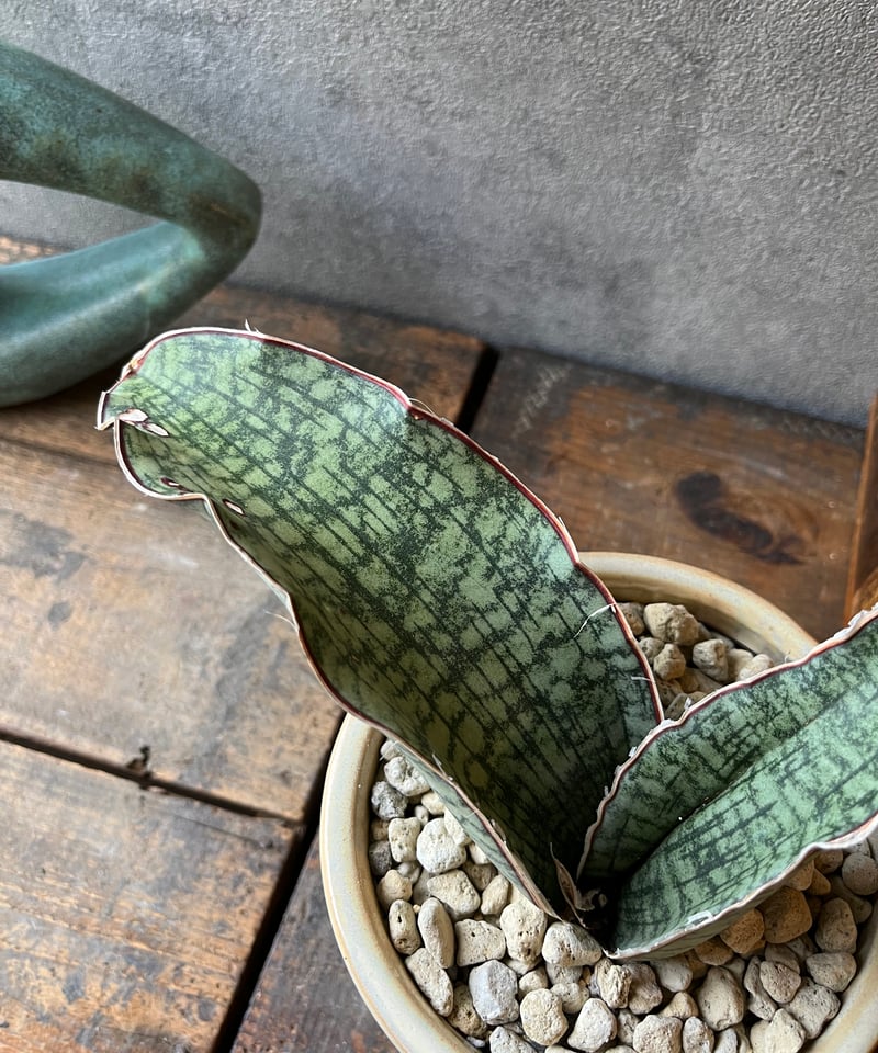 Sanseveria kirkii Silver Blue サンスベリア シルバーブルー |